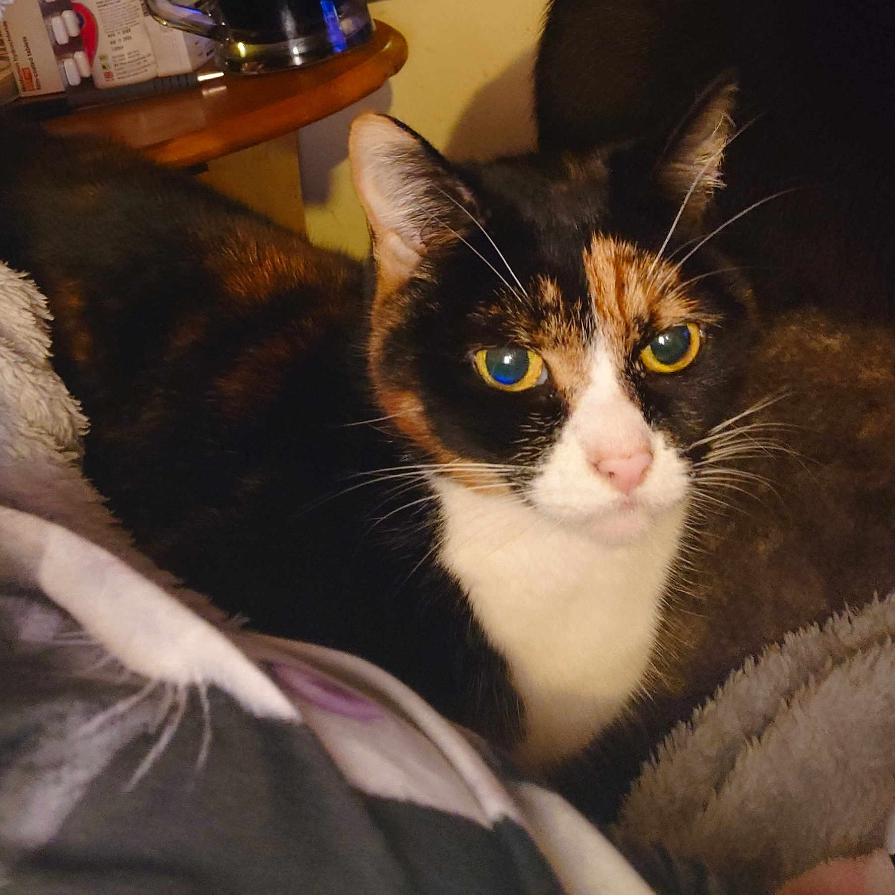 Poppy is registered to the contest to win money with this photo: abyssinian, animal, armchair, bed, blanket, brasssection, cat, chair, couch, furniture, homedecor, horn, indoors, kitten, manx, musicalinstrument, pet, siamese, towel