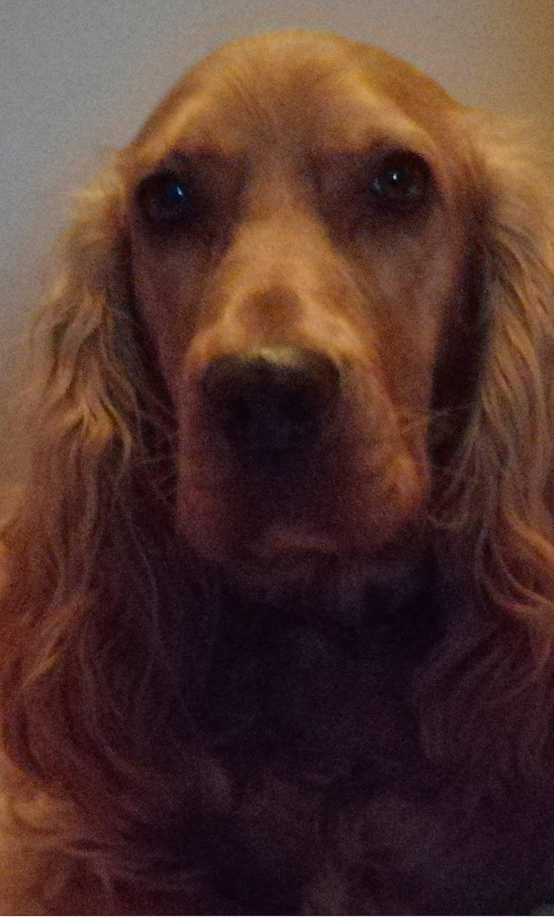 Paddy a rejoint le concours — aidez-le/la à gagner de superbes lots ! canidae, carnivore, cocker_spaniel, companion_dog, dog, dog_breed, fawn, fur, gun_dog, hunting_dog, liver, selfie, snout, sporting_group, whiskers, wood, working_animal