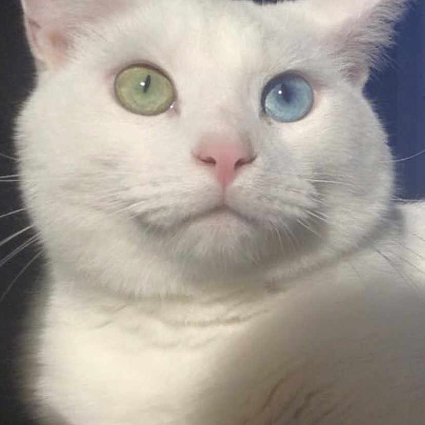 Teddy is registered to the contest to win money with this photo: animal, blue_eye, cat, close_up, cute, domestic_animal, ears, face, feline, fur, green_eye, heterochromia, indoor, pet, pink_nose, portrait, serious_expression, soft_lighting, whiskers, white_cat