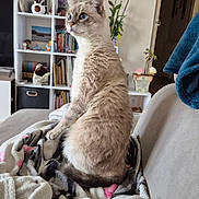 Tozine a rejoint le concours — aidez-le/la à gagner de superbes lots ! cat, blue_eyes, fluffy, blanket, couch, indoor, living_room, bookshelf, plant, decorations, sitting, furniture, pet, cozy, home, animal, fur, domestic_cat, side_view, relaxed