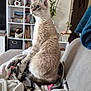 cat, blue_eyes, fluffy, blanket, couch, indoor, living_room, bookshelf, plant, decorations, sitting, furniture, pet, cozy, home, animal, fur, domestic_cat, side_view, relaxed