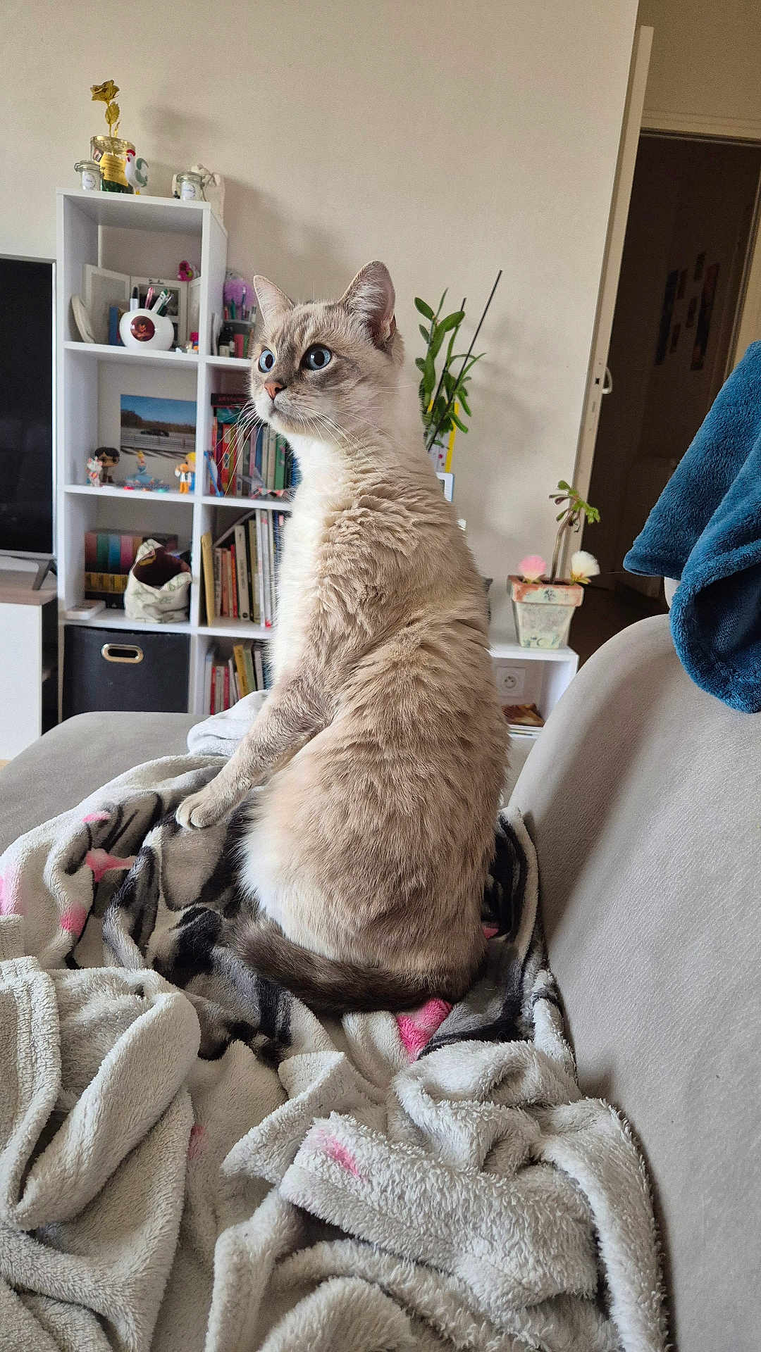 Tozine a rejoint le concours — aidez-le/la à gagner de superbes lots ! cat, blue_eyes, fluffy, blanket, couch, indoor, living_room, bookshelf, plant, decorations, sitting, furniture, pet, cozy, home, animal, fur, domestic_cat, side_view, relaxed