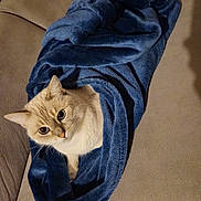 Tozine participe au concours pour gagner de l'argent avec cette photo : animal, beige_couch, blanket, blue_blanket, cat, comfort, couch, cozy, curious, cute, feline, fur, home, indoor, pet, relaxation, resting, soft_texture, wide_eyes, wrapped