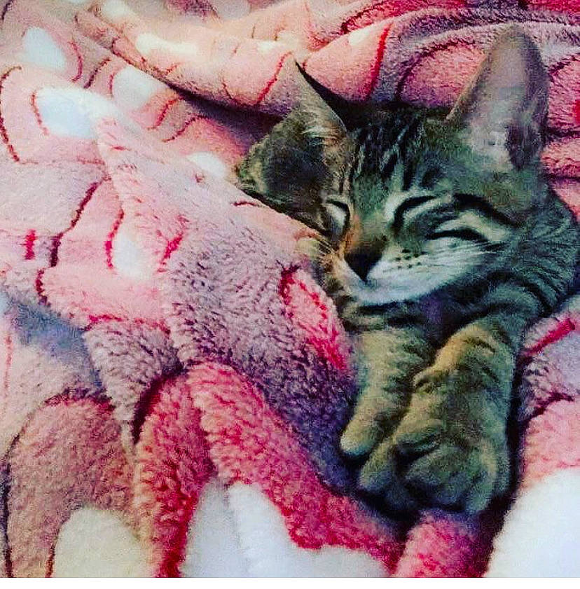 Tiger is registered to the contest to win money with this photo: art, carnivore, cat, claw, close_up, domestic_short_haired_cat, felidae, fur, grey, linens, painting, pattern, paw, pink, plant, small_to_medium_sized_cats, snout, tail, visual_arts, whiskers