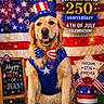 dog, golden_retriever, patriotic_clothing, bow_tie, top_hat, american_flag, fireworks, celebration, 4th_of_july, holiday, festive, smiling, pet, costume, grass, sign, decorations, stars, red_white_blue, happy