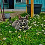 Sacha a rejoint le concours — aidez-le/la à gagner de superbes lots ! cat, daisy, grass, flower, greenery, outdoor, nature, pet, animal, plant, garden, door, window, pot, relaxing, feline, flora, summer, yard, peaceful