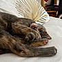 Sacha participe au concours pour gagner de l'argent avec cette photo : cat, sleeping, bed, paw, tongue, fur, cozy, indoor, white_bed, decorative_pillow, shelf, home, relaxed, cute, pet, mammal, whiskers, feline, resting, comfortable