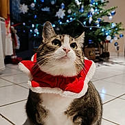 Flora participe au concours pour gagner de l'argent avec cette photo : cat, christmas_tree, holiday, festive, decoration, indoor, pet, animal, tile_floor, red_collar, white_fur, curious, cute, christmas_lights, ornaments, holiday_season, domestic_cat, decor, celebration, cozy