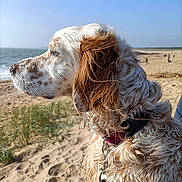 Nalla participe au concours pour gagner de l'argent avec cette photo : animal, beach, beachgoers, blue_sky, brown_and_white, collar, dog, leash, long_ears, looking_away, nature, ocean, outdoor, pet, profile, sand, seaside, shoreline, spaniel, windblown_fur