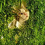 Jennifer Antoinat a rejoint le concours — aidez-le/la à gagner de superbes lots ! cat, grass, greenery, nature, outdoor, curious, animal, pet, whiskers, ears, eyes, face, closeup, feline, adorable, sunlight, leaves, flora, playful, hidden