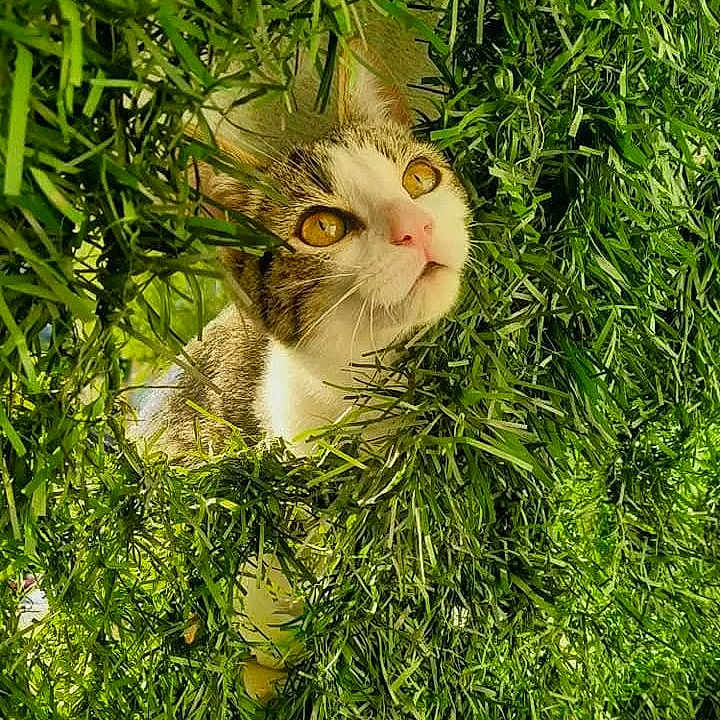 Jennifer Antoinat a rejoint le concours — aidez-le/la à gagner de superbes lots ! adorable, animal, cat, closeup, curious, ears, eyes, face, feline, flora, grass, greenery, hidden, leaves, nature, outdoor, pet, playful, sunlight, whiskers