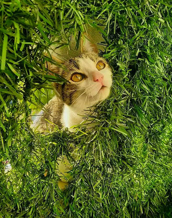 Jennifer Antoinat a rejoint le concours — aidez-le/la à gagner de superbes lots ! cat, grass, greenery, nature, outdoor, curious, animal, pet, whiskers, ears, eyes, face, closeup, feline, adorable, sunlight, leaves, flora, playful, hidden
