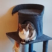 Jennifer Antoinat participe au concours pour gagner de l'argent avec cette photo : cat, cat_tree, scratching_post, gray, feline, pet, indoor, relaxed, perched, animal, fur, whiskers, claws, sitting, home, comfort, resting, domestic, cute, furniture