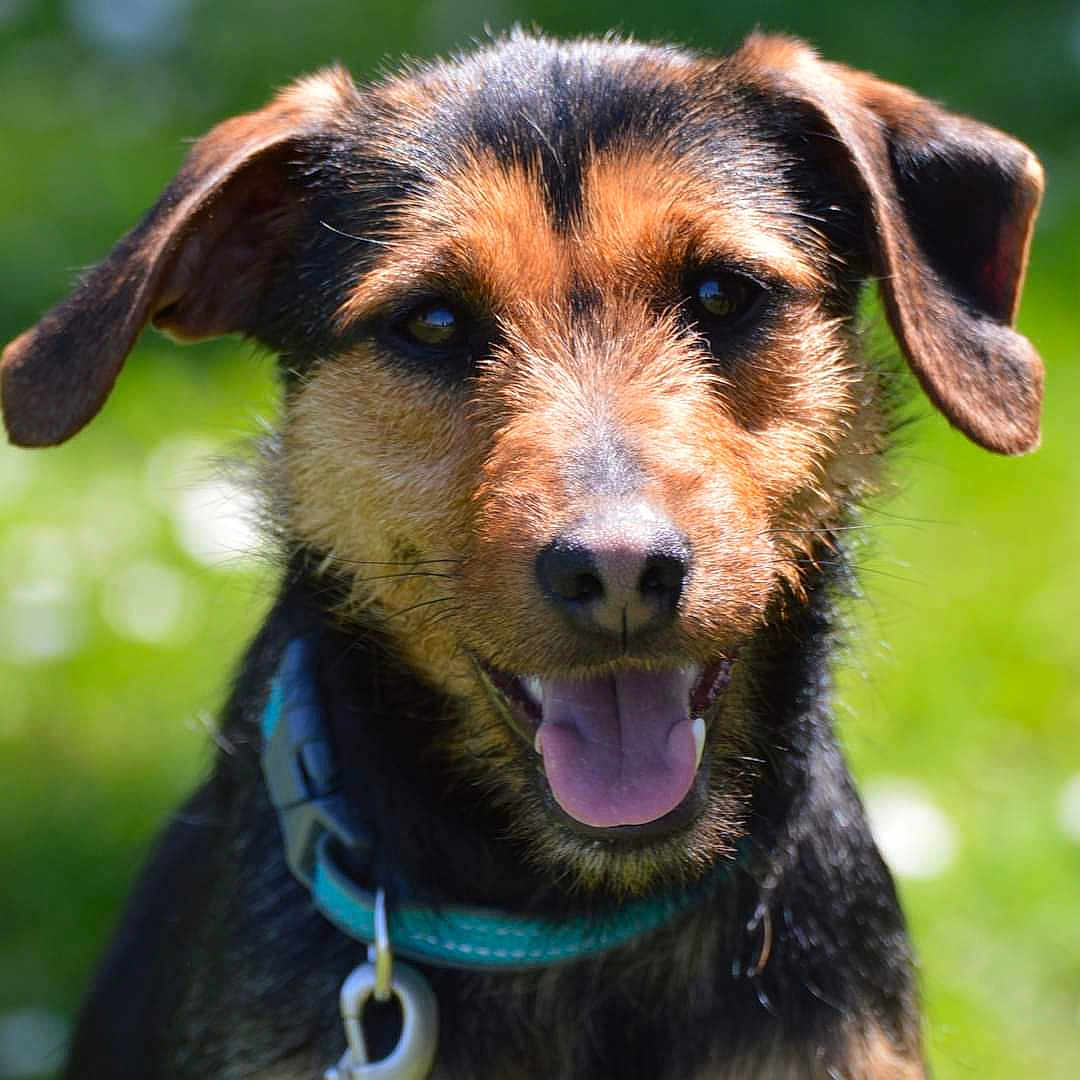 Falres participe au concours pour gagner de l'argent avec cette photo : accessories, airedale, animal, ball, beagle, canine, collar, dog, football, germanshepherd, hound, leash, pet, puppy, snout, soccer, soccerball, sport, strap, terrier