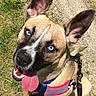 dog, blue_eyes, tongue_out, harness, outdoor, grass, concrete, pet, canine, closeup, happy, animal, leash, summer, sunlight, ears_up, portrait, playful, friendly, cute
