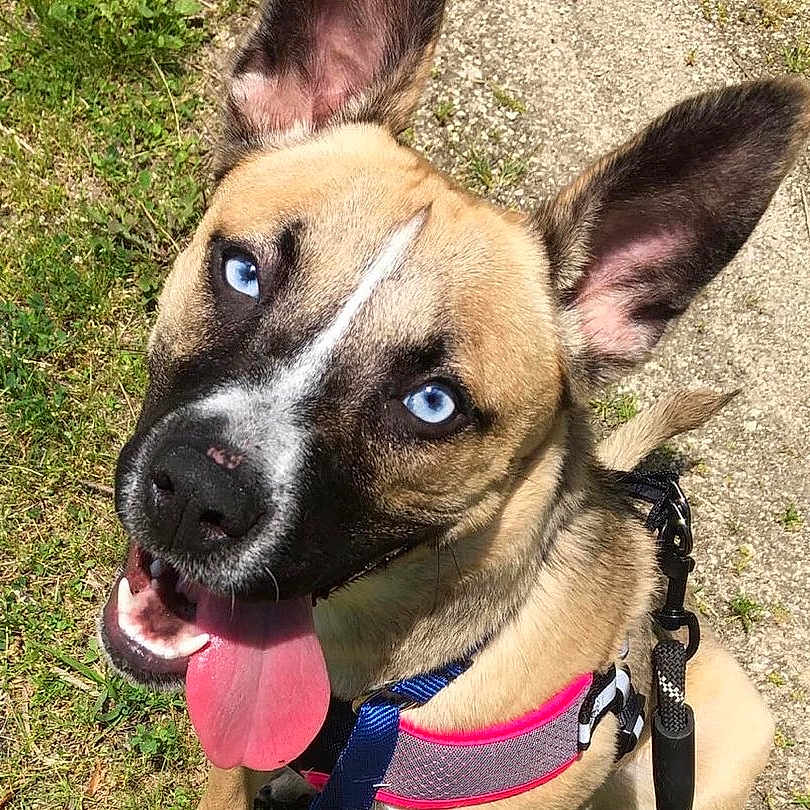 Trixie Lou