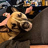 Trixie Lou joined the competition — help win amazing prizes! dog, sleeping, resting, leg, person, controller, living_room, sofa, blanket, table, bottle, can, clutter, casual, indoor, relaxation, pet, animal, close_up, comfort