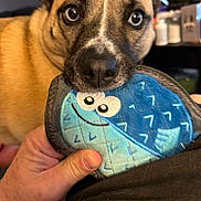 Trixie Lou joined the competition — help win amazing prizes! dog, toy, hand, close_up, indoor, brown_dog, playful, pet, animal, soft_focus, background_blur, blue_toy, fish_shaped, human_hand, cute, face, nose, ears, expression, fur