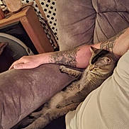 Biscuit is registered to the contest to win money with this photo: cat, couch, person, arm, tattoo, relaxed, indoor, furniture, plush, stretching, pet, animal, comfort, casual, beige_shirt, resting, living_room, cozy, fur, paw