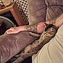 cat, couch, person, arm, tattoo, relaxed, indoor, furniture, plush, stretching, pet, animal, comfort, casual, beige_shirt, resting, living_room, cozy, fur, paw