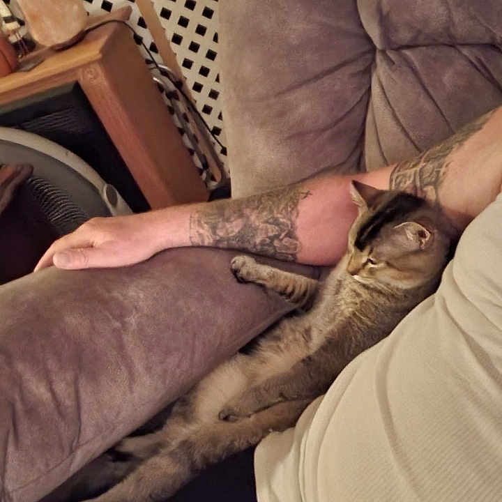 Biscuit