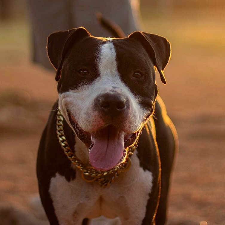 Sambo participe au concours pour gagner de l'argent avec cette photo : animal, black_and_white, canine, closeup, collar, dog, ears, friendly, fur, gold_chain, golden_hour, happy, nature, outdoor, pet, portrait, smiling, standing, sunset, tongue_out