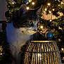 animal, cat, christmas_tree, cozy, curious, decor, decorative_lamp, festive, furniture, green_eyes, holiday_lights, indoor, lamp, night, ornaments, pet, tabby_cat, table, warm_lighting, whiskers
