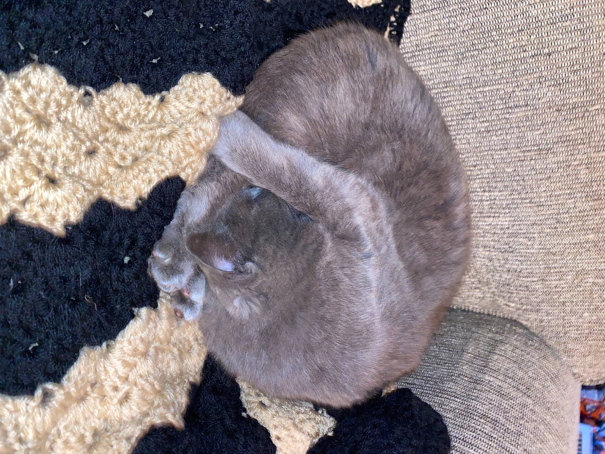 Dan joined the competition — help win amazing prizes! cat, fawn, felidae, fur, liver, organism, paw, rock, small_to_medium_sized_cats, snout, soil, tail, terrestrial_animal, whiskers