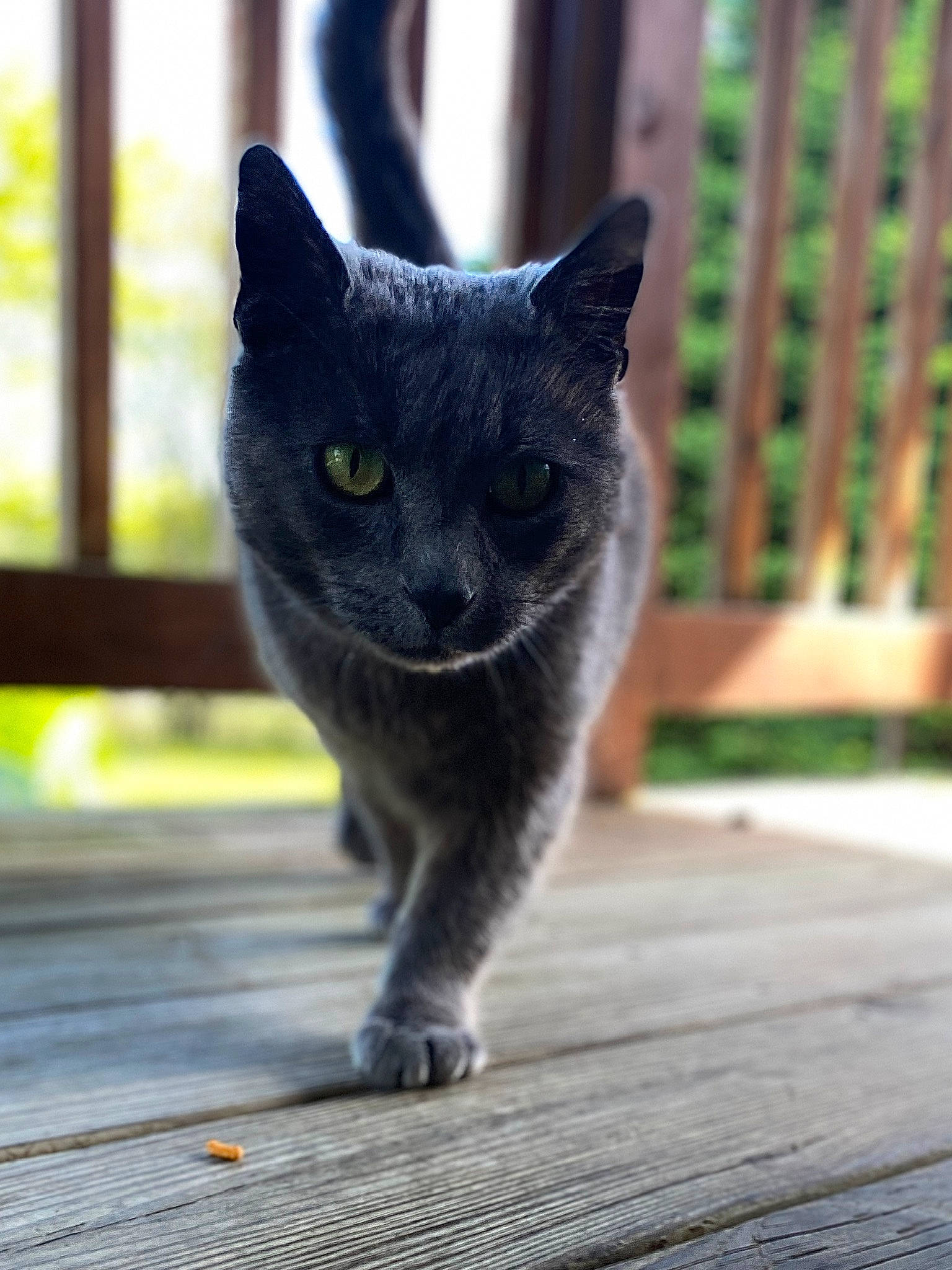 Dan joined the competition — help win amazing prizes! black_cat, carnivore, cat, cat_furniture, domestic_short_haired_cat, fawn, felidae, flooring, fur, grey, hardwood, paw, small_to_medium_sized_cats, snout, tail, terrestrial_animal, whiskers, wildlife, window, wood