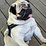 Thug a rejoint le concours — aidez-le/la à gagner de superbes lots ! pug, dog, pet, canine, tongue_out, leash, harness, wooden_deck, fur, animal, cute, standing, outdoor, close_up, mammal, friendly, playful, small_dog, wrinkled_face, black_ears