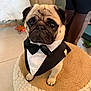 dog, pug, tuxedo, bow_tie, pet, cute, indoor, furniture, pouf, animal, portrait, sitting, small_dog, clothing, costume, eyes, face, floor, legs, adorable