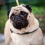 dog, pug, pet, animal, close_up, portrait, outdoor, leash, face, fur, wrinkles, cute, looking_away, expressive, ears, black_nose, whiskers, short_hair, canine, companion