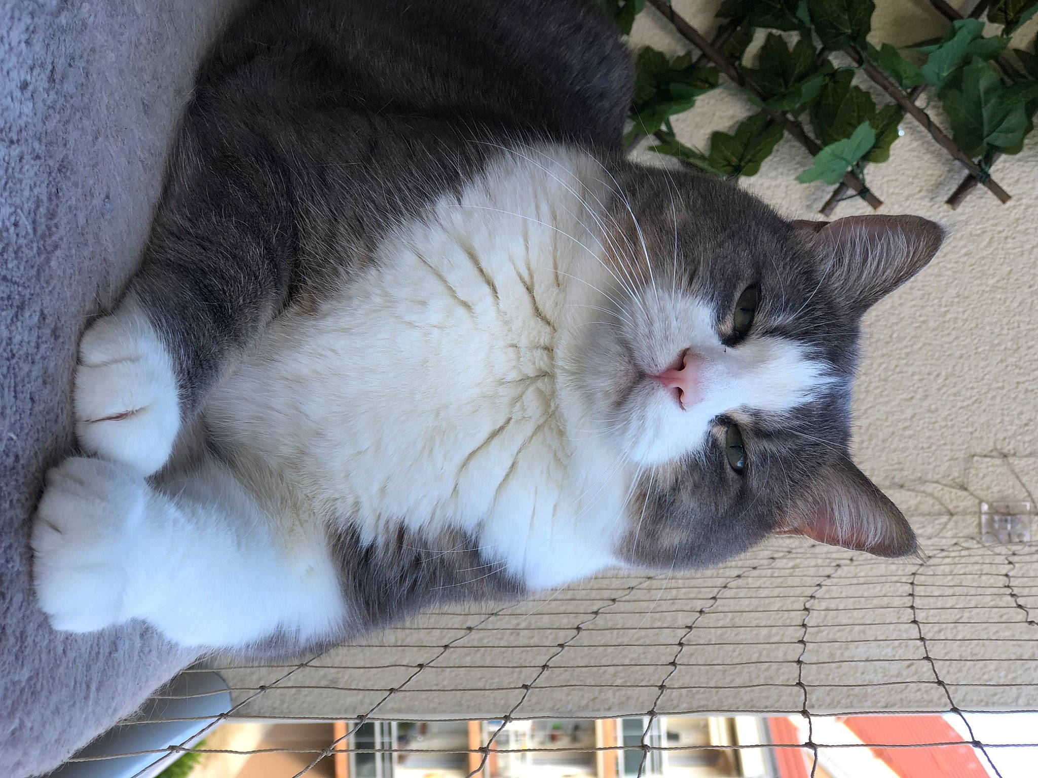 Hermès participe au concours pour gagner de l'argent avec cette photo : animal_shelter, carnivore, cat, claw, domestic_short_haired_cat, eye, fawn, felidae, fur, grey, paw, plant, small_to_medium_sized_cats, snout, tail, tree, whiskers