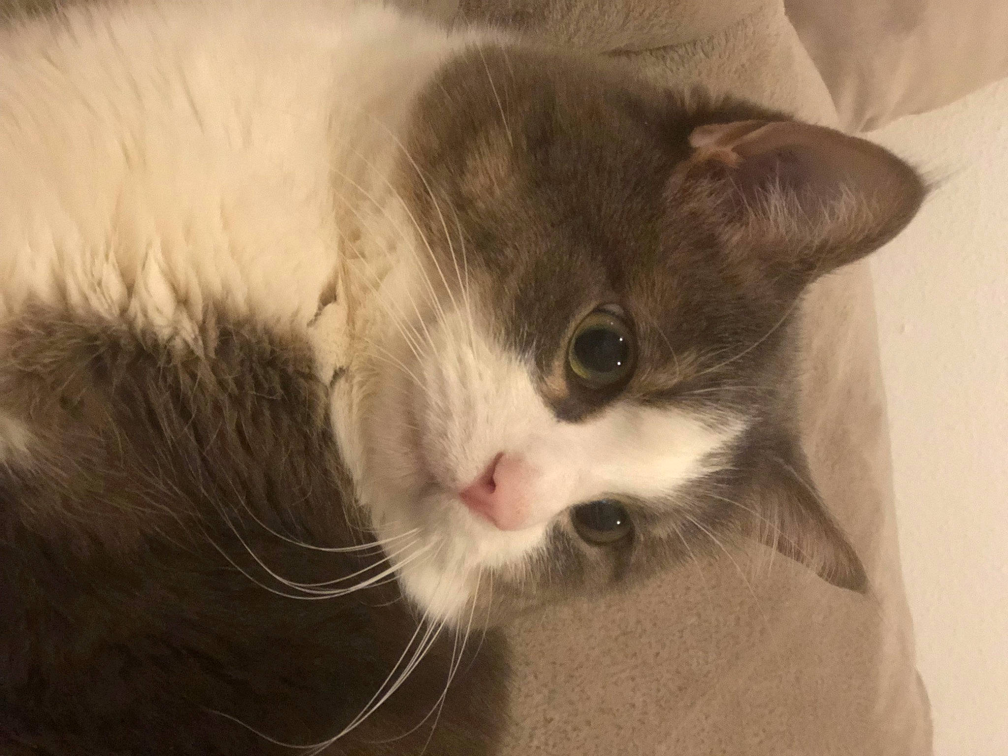 Hermès participe au concours pour gagner de l'argent avec cette photo : carnivore, cat, domestic_short_haired_cat, ear, felidae, fur, paw, small_to_medium_sized_cats, snout, whiskers