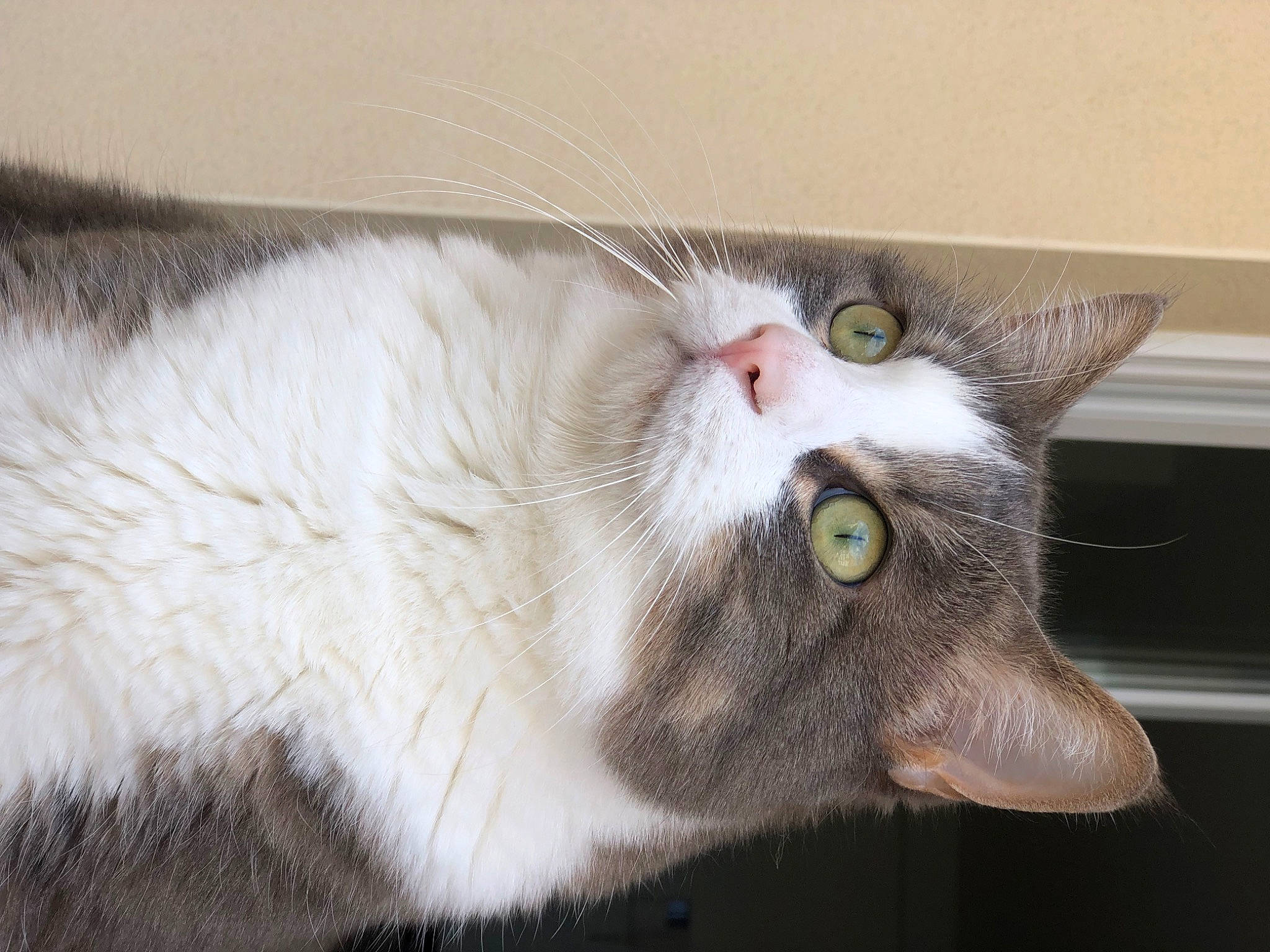 Hermès participe au concours pour gagner de l'argent avec cette photo : carnivore, cat, claw, domestic_short_haired_cat, fang, felidae, fur, paw, small_to_medium_sized_cats, snout, tail, whiskers