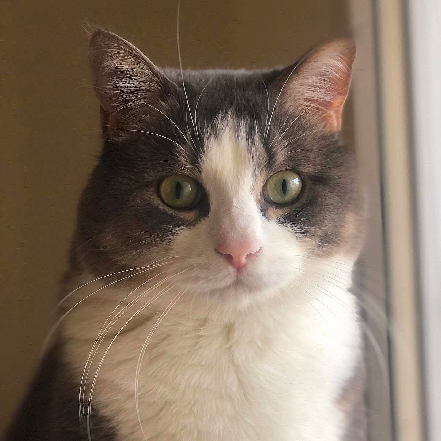 Hermès participe au concours pour gagner de l'argent avec cette photo : box, carnivore, cat, domestic_short_haired_cat, door, ear, eye, felidae, fur, hair, head, human_body, small_to_medium_sized_cats, snout, whiskers, window