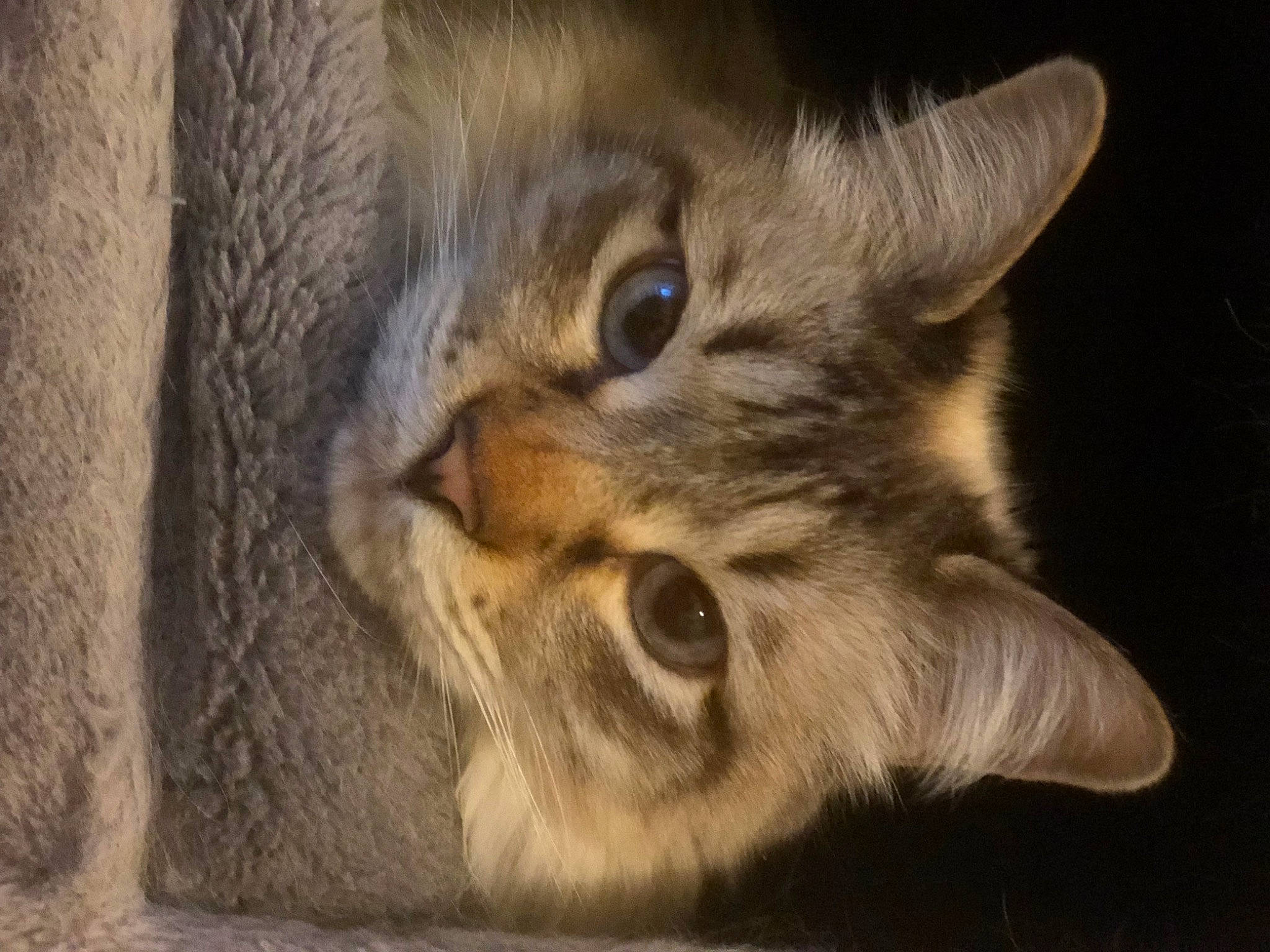 Ice participe au concours pour gagner de l'argent avec cette photo : carnivore, cat, domestic_short_haired_cat, felidae, fur, paw, small_to_medium_sized_cats, snout, terrestrial_animal, whiskers, wildlife, wood