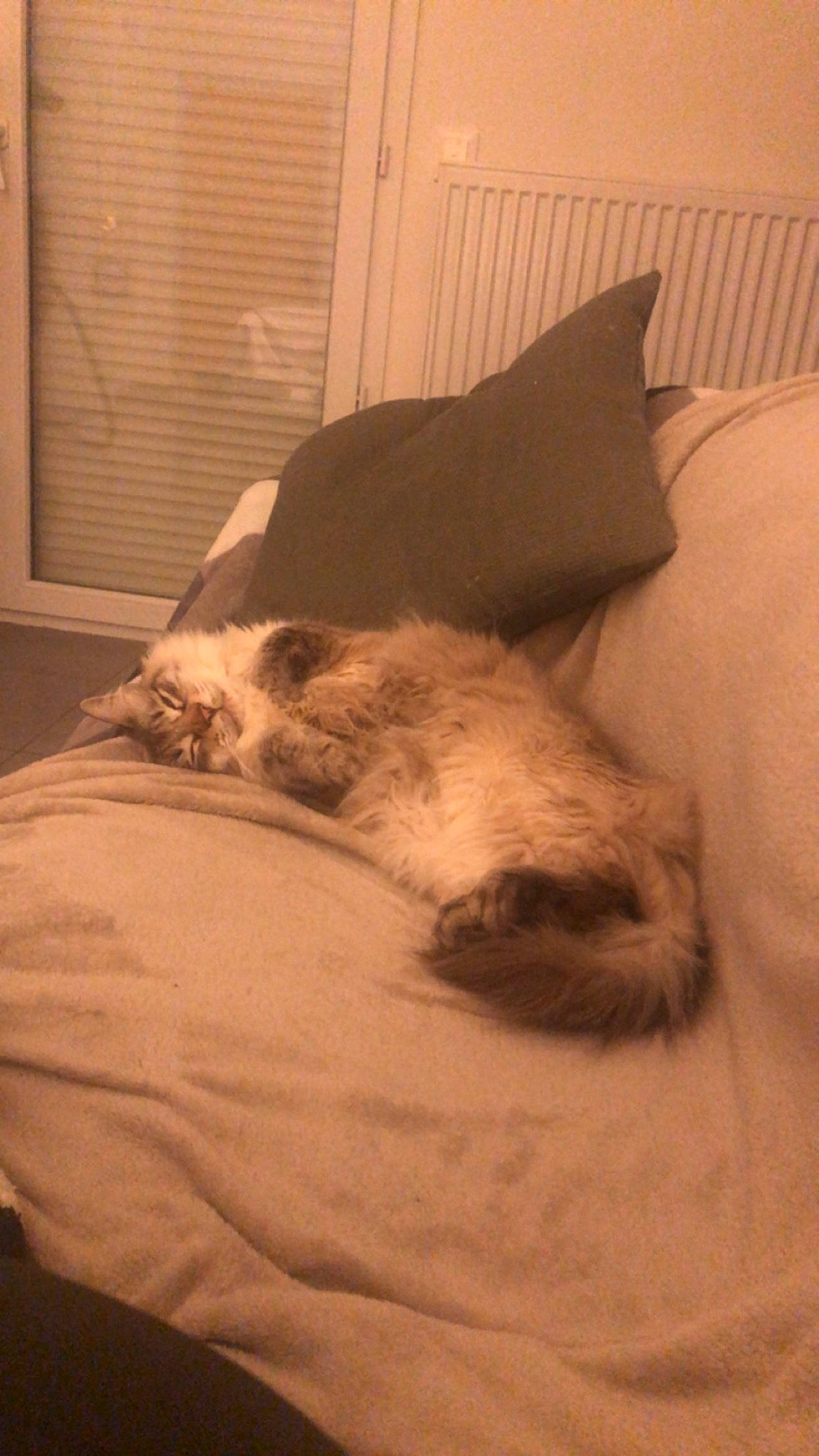 Ice a rejoint le concours — aidez-le/la à gagner de superbes lots ! carnivore, cat, comfort, companion_dog, dog_breed, domestic_short_haired_cat, duvet, fawn, felidae, flooring, hardwood, linens, mammal, room, small_to_medium_sized_cats, sporting_group, tail, vertebrate, whiskers, wood