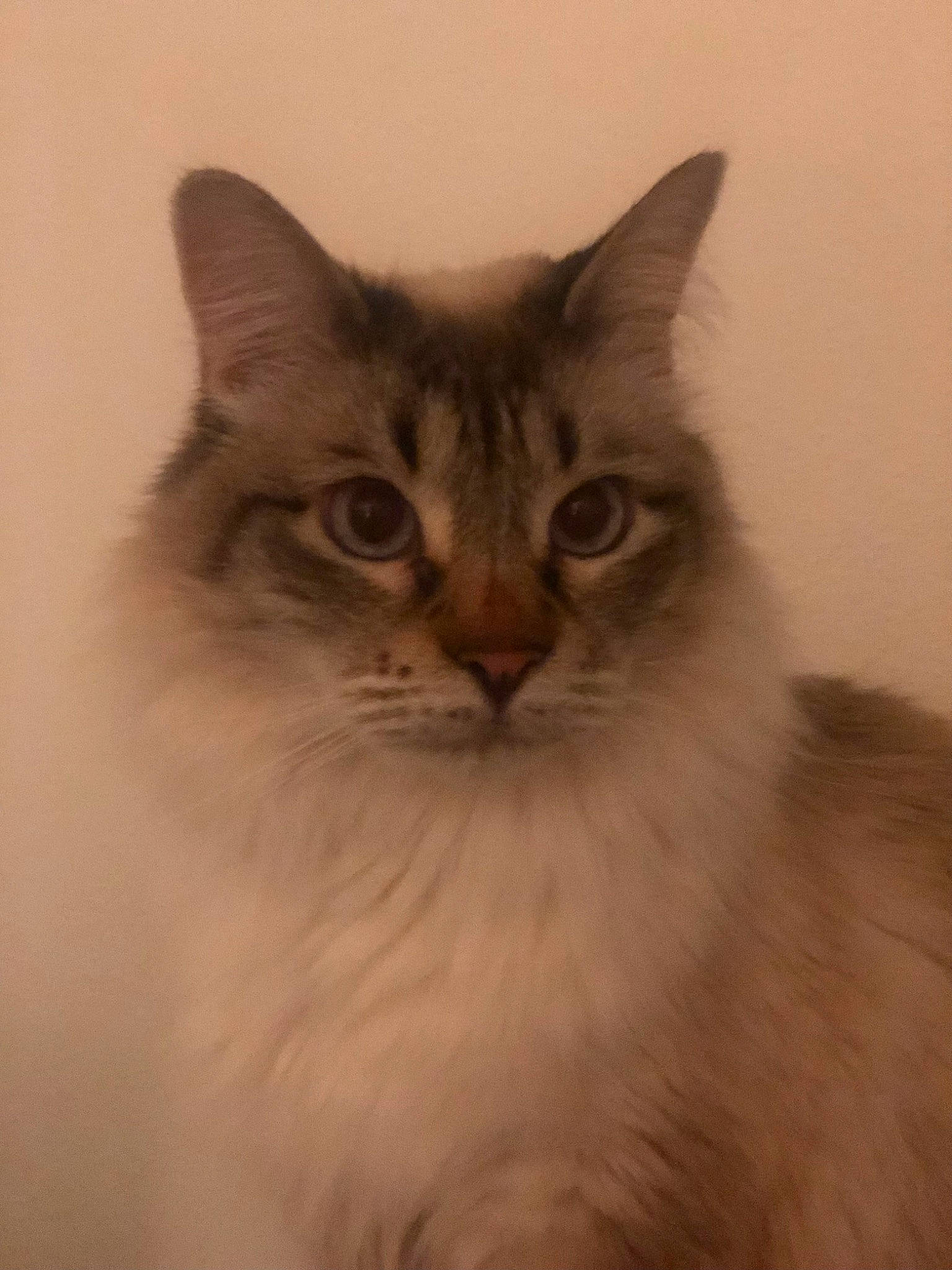 Ice a rejoint le concours — aidez-le/la à gagner de superbes lots ! british_longhair, carnivore, cat, fawn, felidae, fur, grey, paw, small_to_medium_sized_cats, snout, tail, terrestrial_animal, whiskers, window