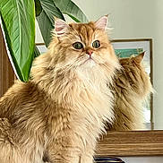Wilson participe au concours pour gagner de l'argent avec cette photo : cat, fluffy, orange_cat, plant, leaf, mirror, reflection, wooden_surface, indoor, pet, feline, fur, green, eyes, portrait, animal, cute, domestic, cozy, closeup