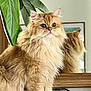 cat, fluffy, orange_cat, plant, leaf, mirror, reflection, wooden_surface, indoor, pet, feline, fur, green, eyes, portrait, animal, cute, domestic, cozy, closeup
