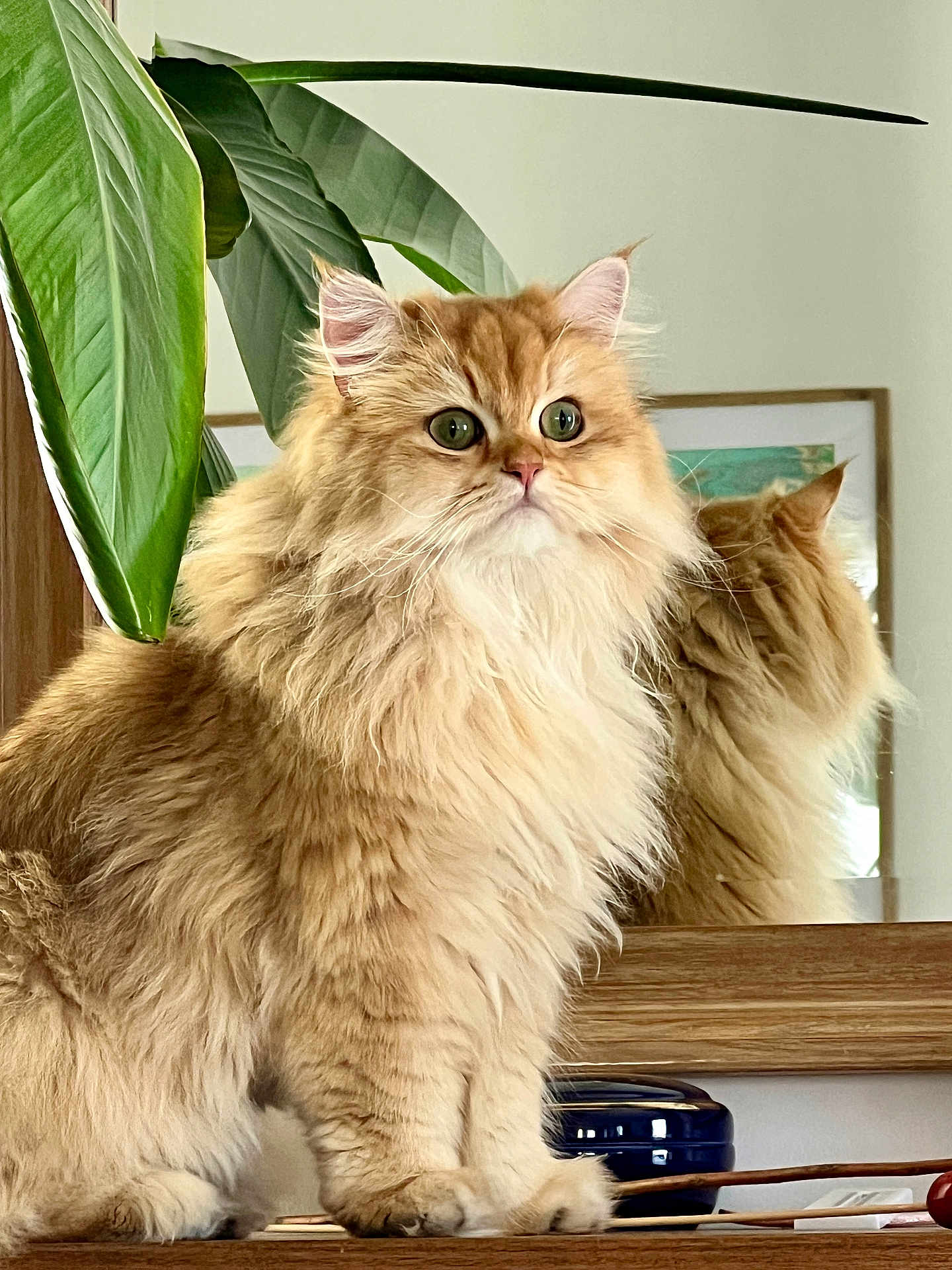 Wilson