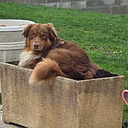 Volt participe au concours pour gagner de l'argent avec cette photo : dog, brown_dog, fluffy, outdoor, grass, planter, concrete, pet, animal, resting, garden, greenery, fur, tail, looking, nature, canine, relaxed, daytime, wall