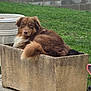 dog, brown_dog, fluffy, outdoor, grass, planter, concrete, pet, animal, resting, garden, greenery, fur, tail, looking, nature, canine, relaxed, daytime, wall