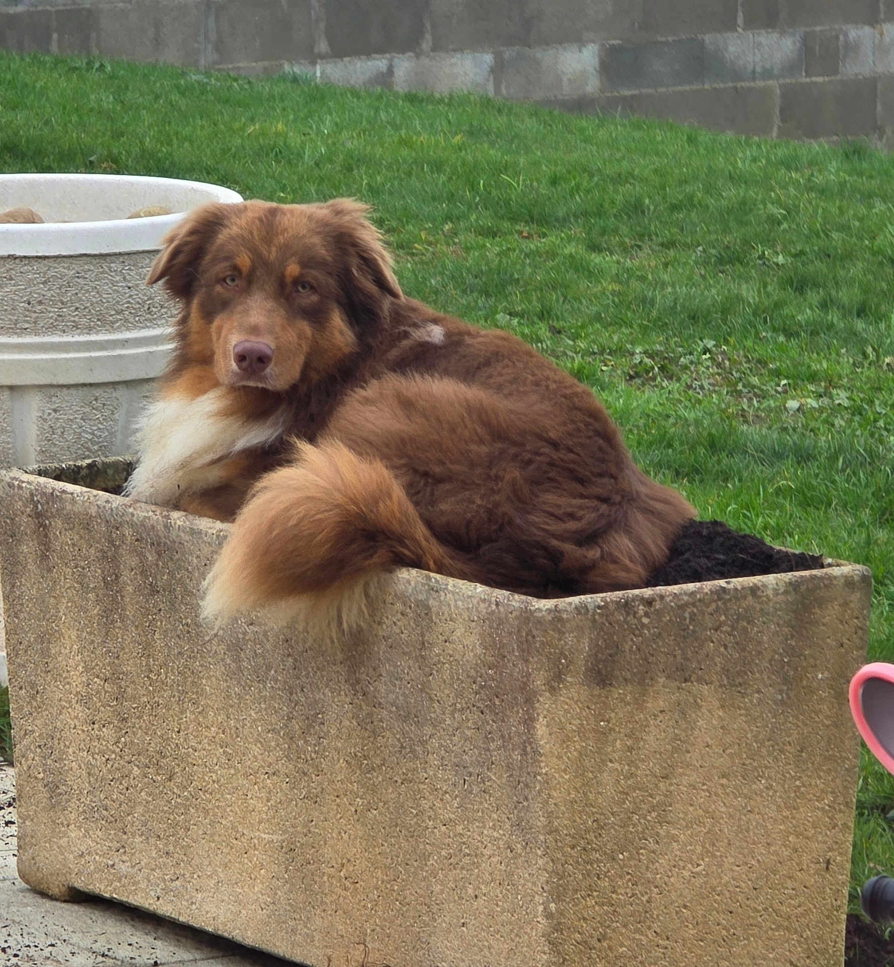 Volt participe au concours pour gagner de l'argent avec cette photo : dog, brown_dog, fluffy, outdoor, grass, planter, concrete, pet, animal, resting, garden, greenery, fur, tail, looking, nature, canine, relaxed, daytime, wall