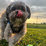 Koda joined the competition — help win amazing prizes! dog, tongue_out, grass, sunset, outdoor, pet, canine, furry, playful, park, leash, harness, close_up, nature, animal, cute, morning_light, field, sky, fence