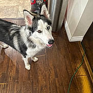 Storm joined the competition — help win amazing prizes! dog, husky, indoor, wooden_floor, pet, animal, vacuum_cleaner, trash_can, happy, looking_up, ears_up, fur, household, smiling, domestic, flooring, canine, one_blue_eye, one_brown_eye, long_fur