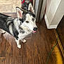 dog, husky, indoor, wooden_floor, pet, animal, vacuum_cleaner, trash_can, happy, looking_up, ears_up, fur, household, smiling, domestic, flooring, canine, one_blue_eye, one_brown_eye, long_fur
