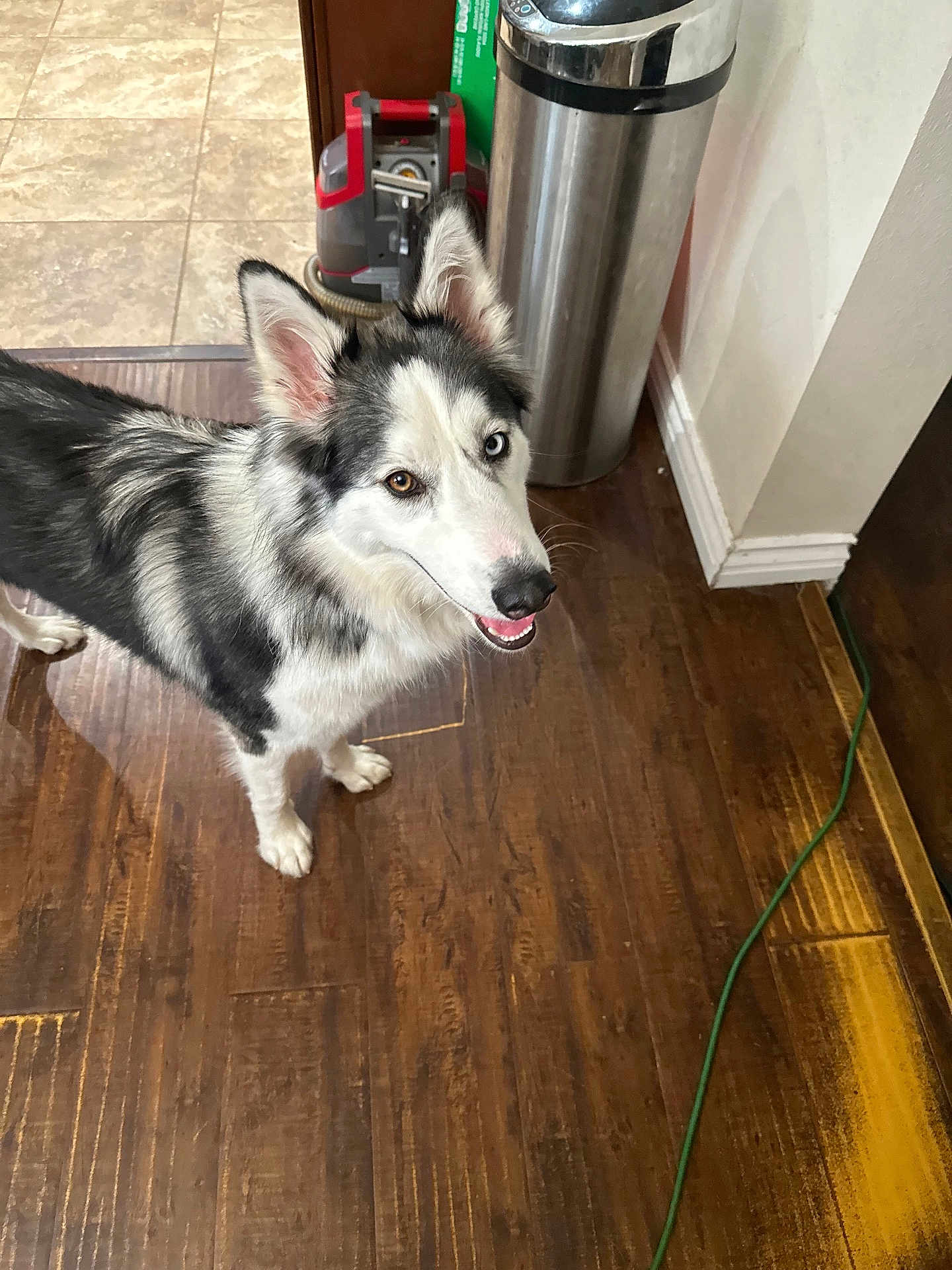 Storm joined the competition — help win amazing prizes! dog, husky, indoor, wooden_floor, pet, animal, vacuum_cleaner, trash_can, happy, looking_up, ears_up, fur, household, smiling, domestic, flooring, canine, one_blue_eye, one_brown_eye, long_fur