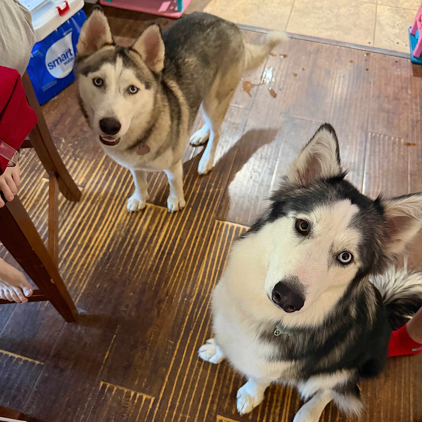 Storm And Venus joined the competition — help win amazing prizes! animal, blue_eyes, child, collar, companion, curious, cute, dog, feeding_station, floor_tile, furniture, home, indoor, paw, pet, siberian_husky, sitting, sock, standing, wooden_floor